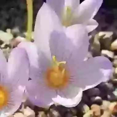Zonatus
